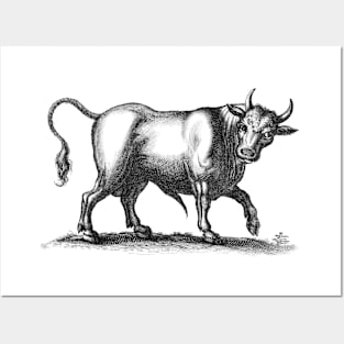 Bull Vintage Black and White Illustration Posters and Art